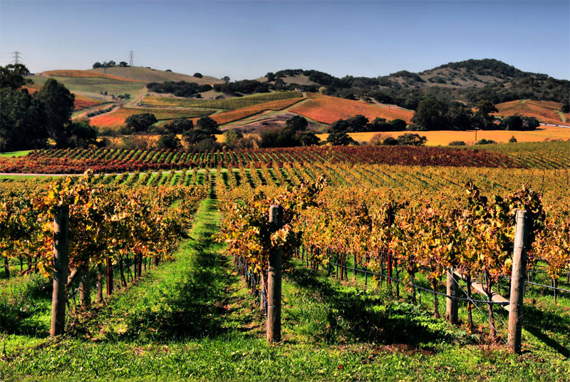 Виноград в Калифорнии