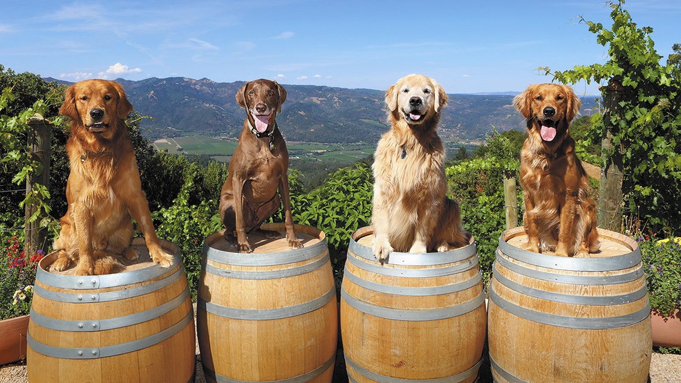 Собаки на виноградниках