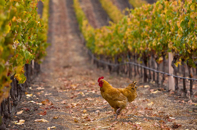 Курицы на виноградниках