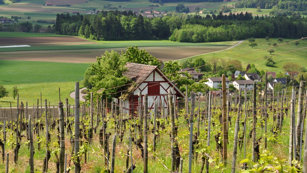 Виноградник в Европе