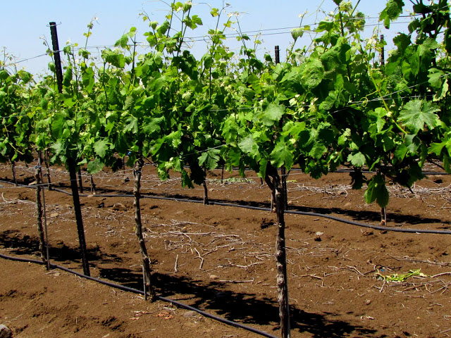 Виноград в Израиле