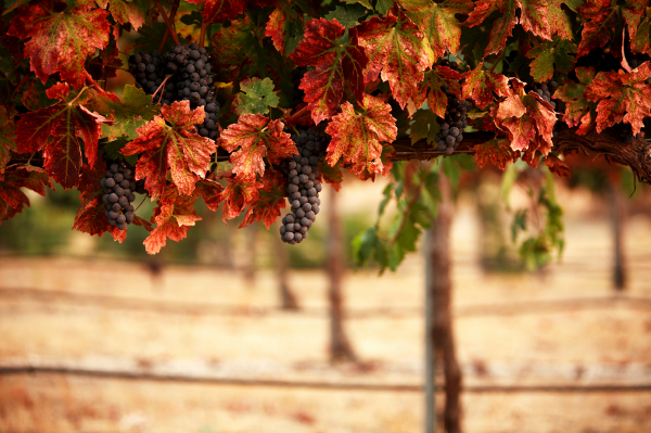 Виноградники Аргентина
