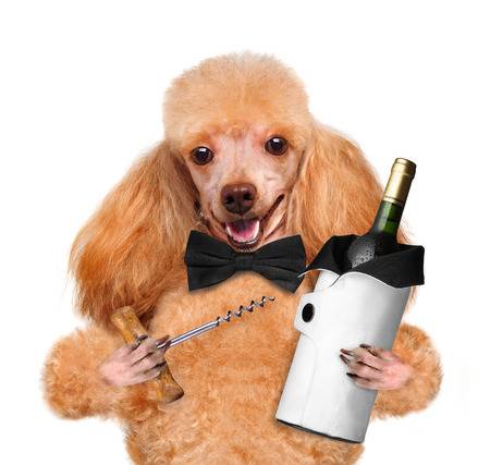 вино и собака