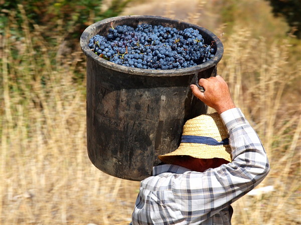 Португальский виноград