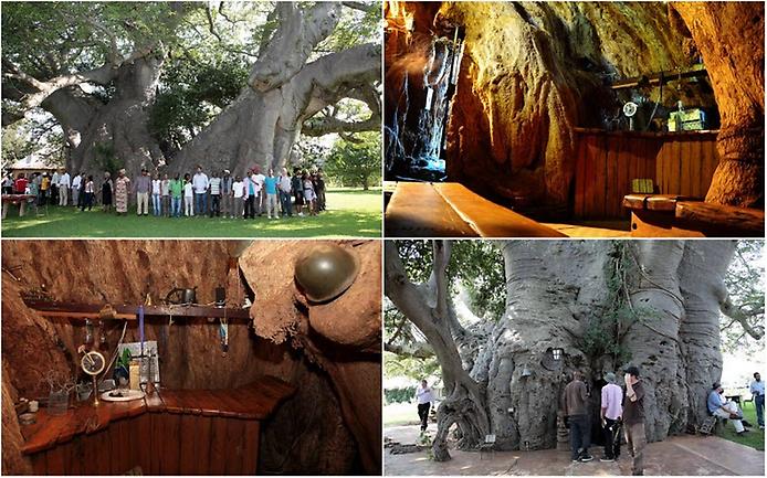 Baobab Tree Bar & Wine Cellar