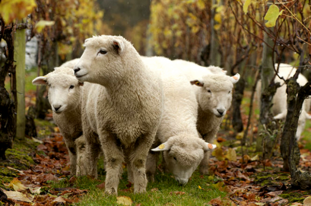Овцы на виноградниках