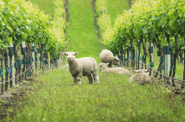 Овцы на виноградниках
