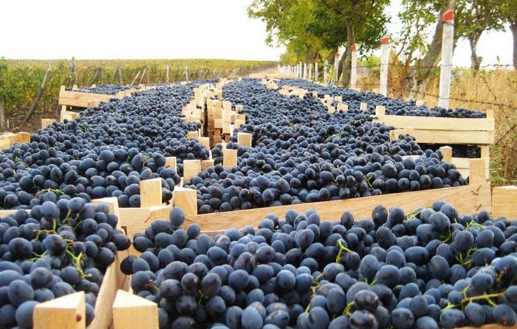Виноградники Аргентина