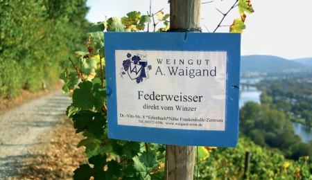 Один из виноградников Германии
