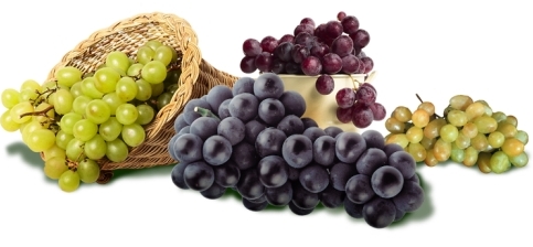 Лишь несколько сортов винограда пригодны для производства шампанского