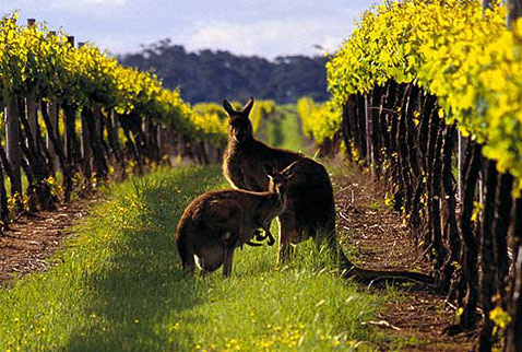 австралия виноделие