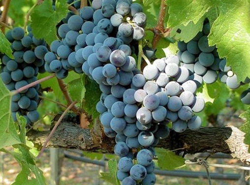 Cabernet Sauvignon – это результат скрещивания виноградов Совиньон Блан и Каберне Фран