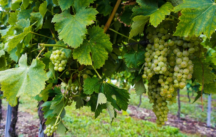 Для производства коньяка используется белый виноград