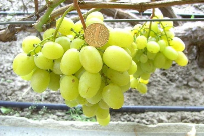 Виноград Muscat