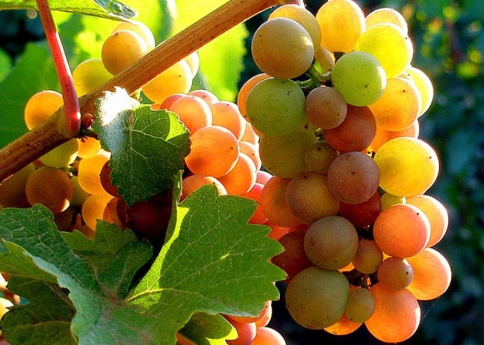 Виноград Pinot Gris
