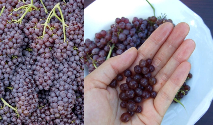 Самый необычный виноград