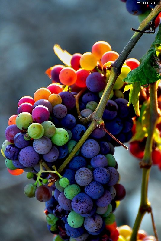Самый необычный виноград