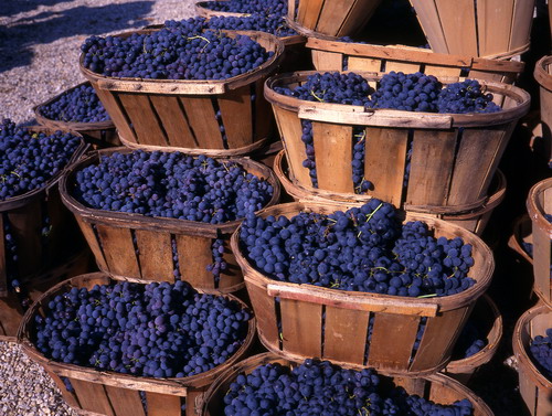 Праздник сбора винограда