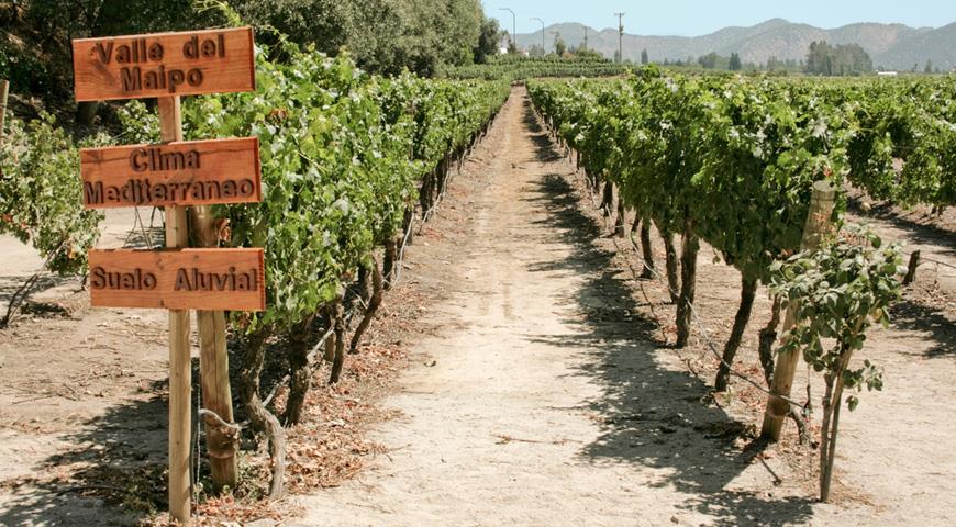 Классификация чилийских вин